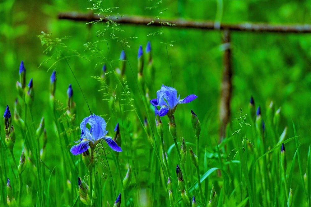 Photograph by Алексей Сиваков