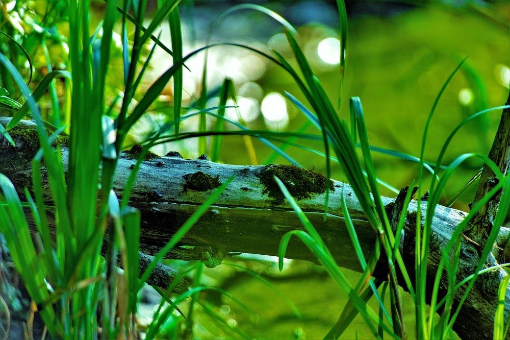 Photograph by Алексей Сиваков