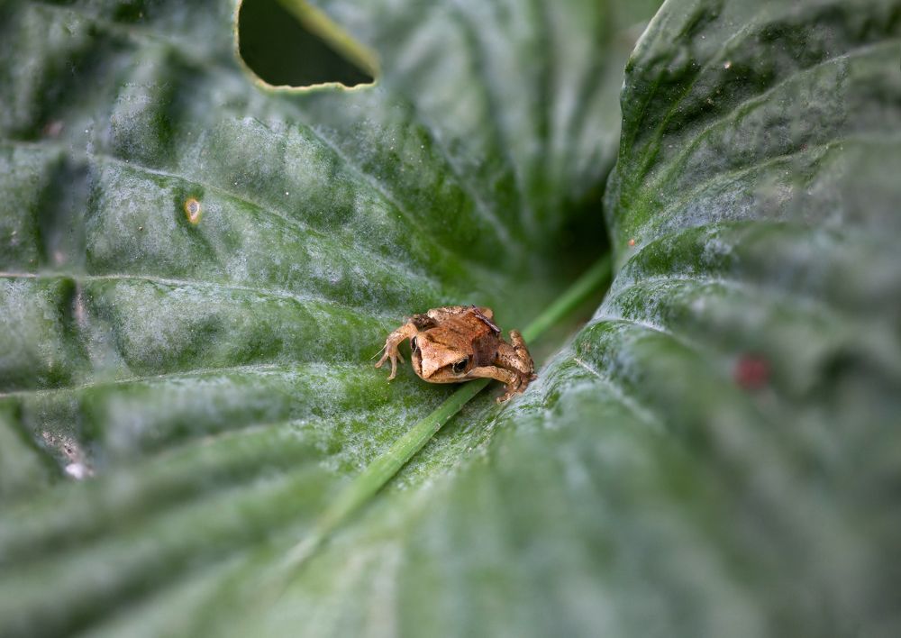 Фотография автора Ирина Гентош