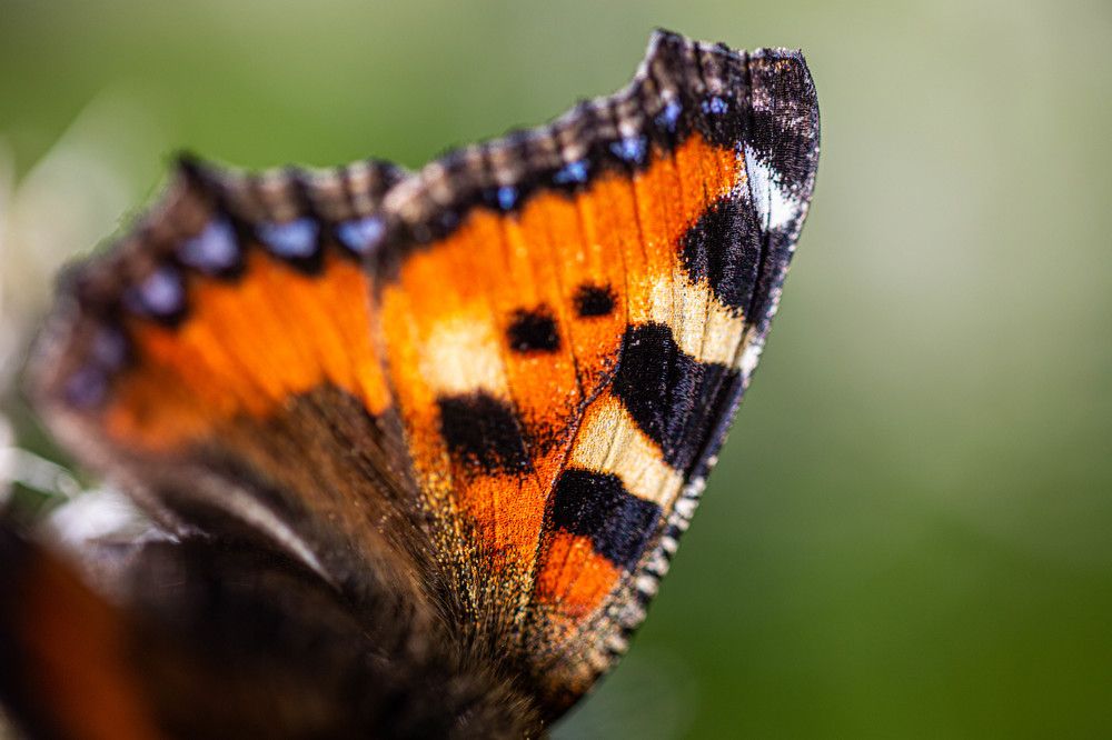 Фотография автора Ирина Гентош