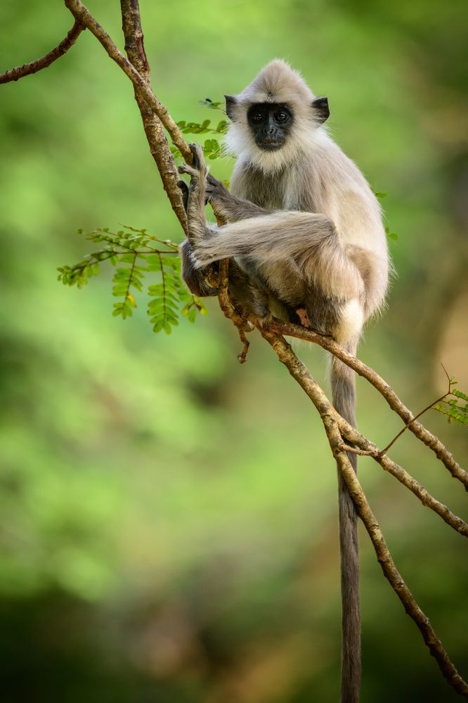 Photograph by Nilanka Amugoda Ruhunage