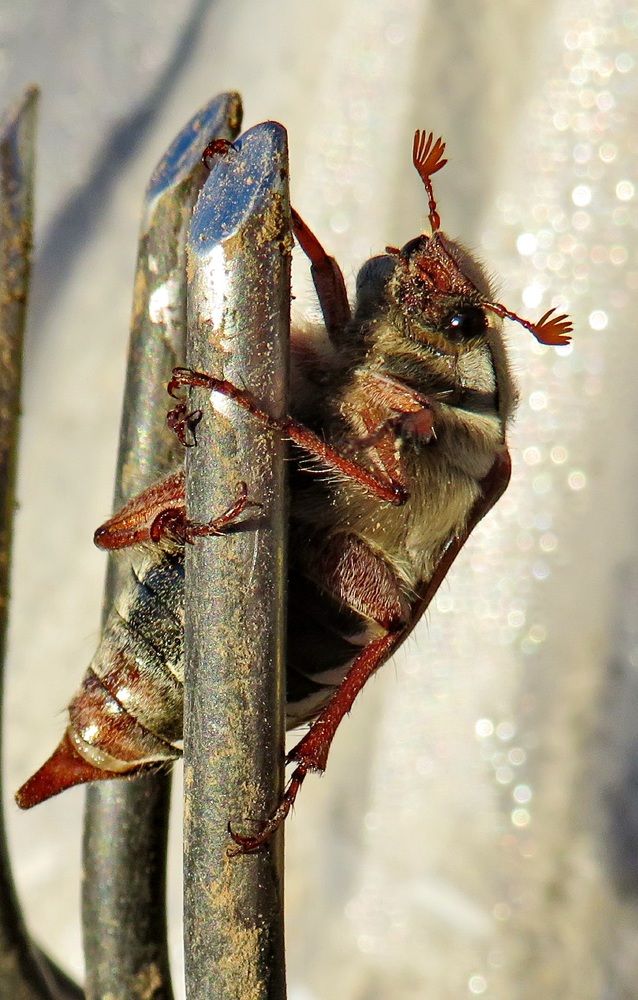 Cockchafer looking at the camera