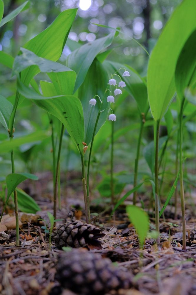 Photograph by Марина Душевина