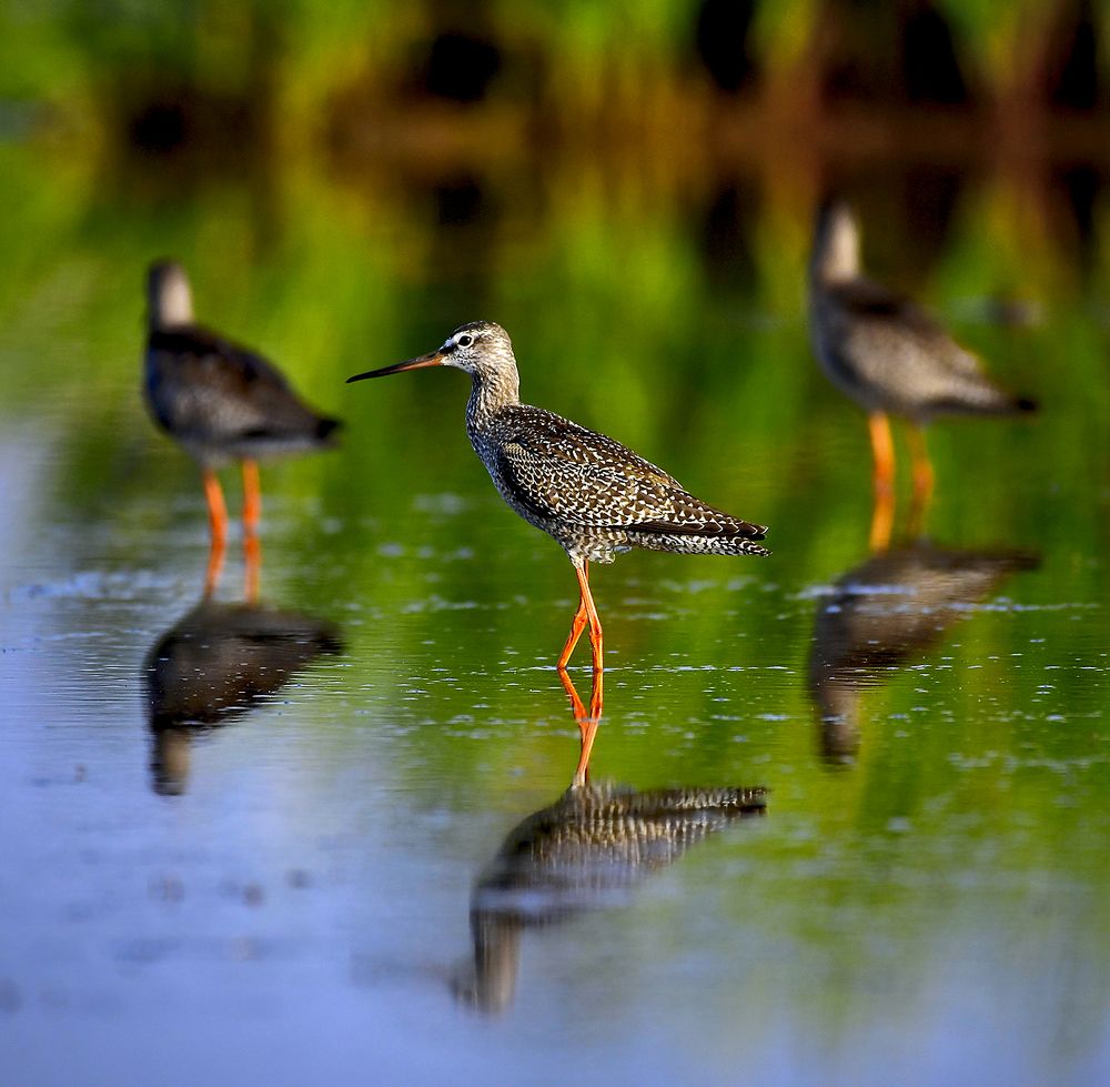 Photograph by Елена