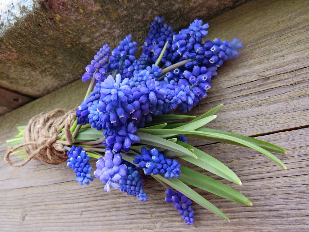 Bouquet of blue muscars