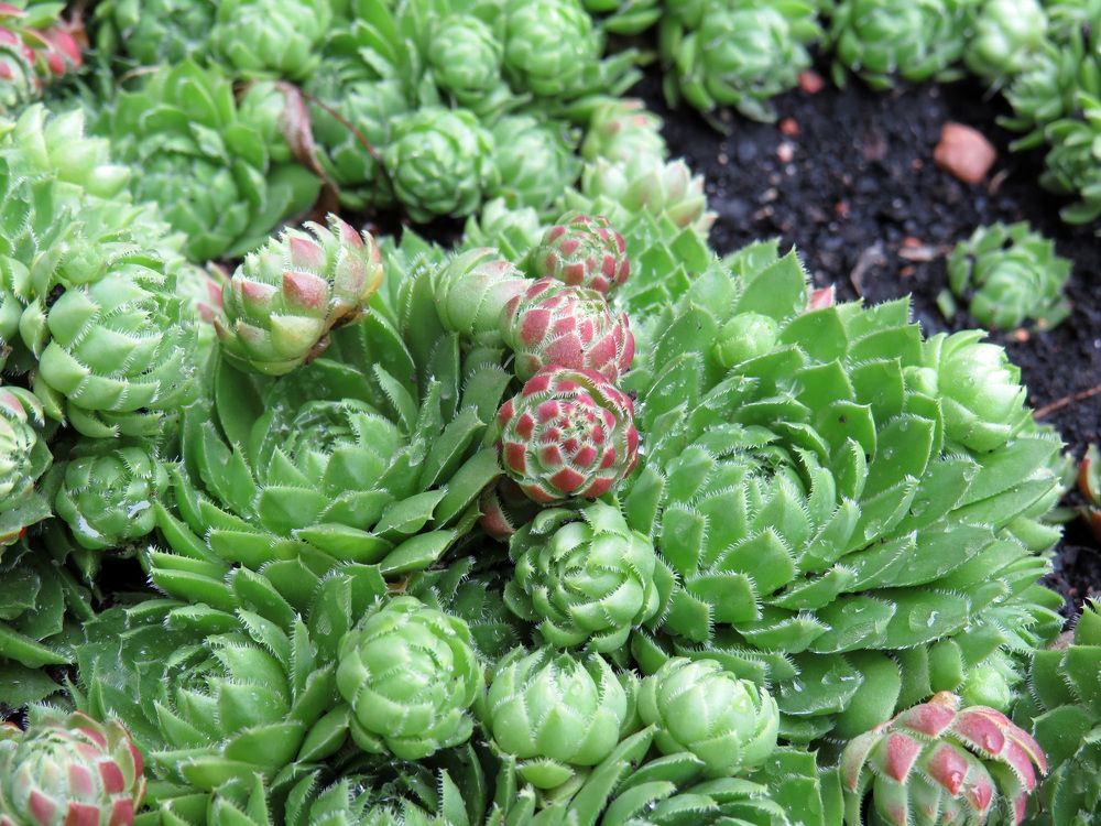 Green sempervivum or stone rose