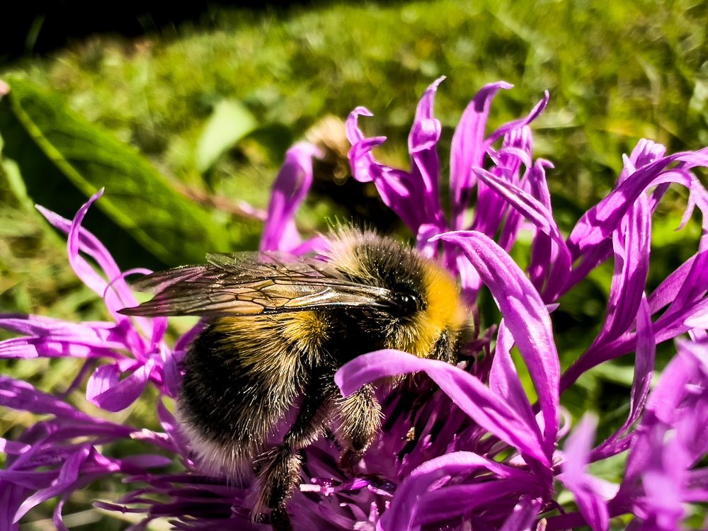 Photograph by Alice Vikernes