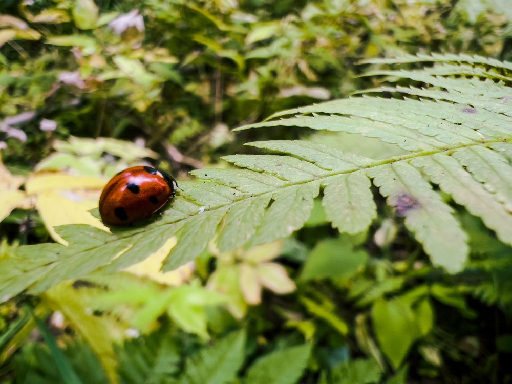 Photograph by Alice Vikernes