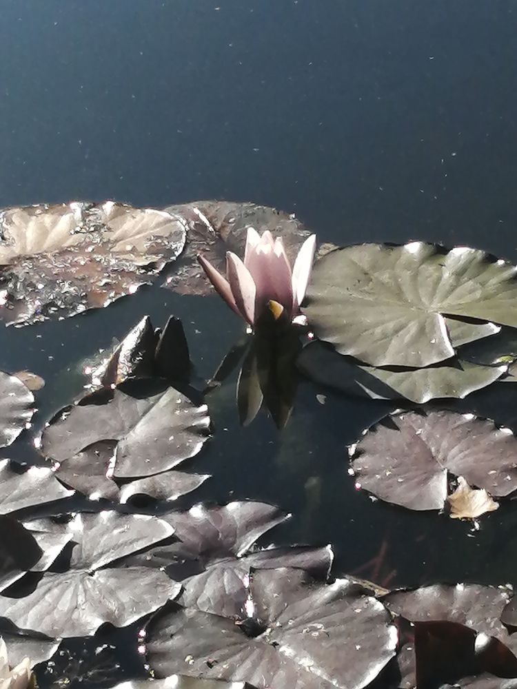 Photograph by Tany Pol