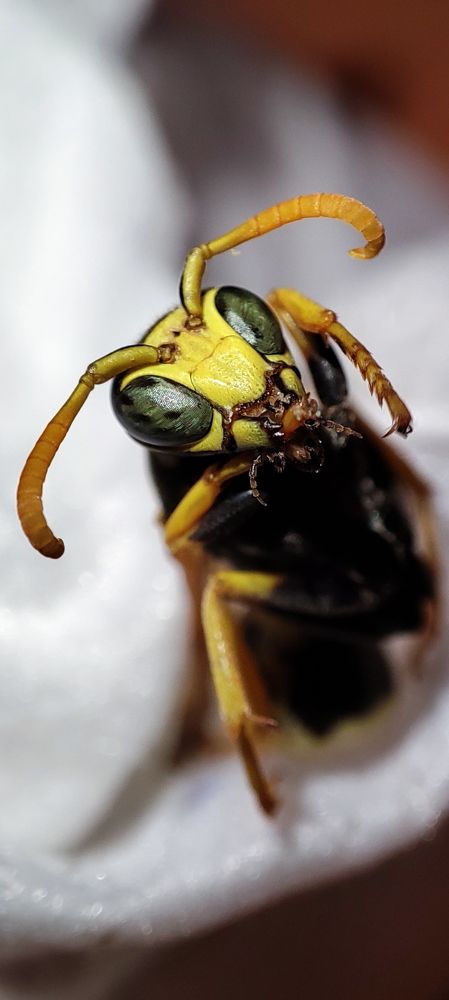 Live Wasp.