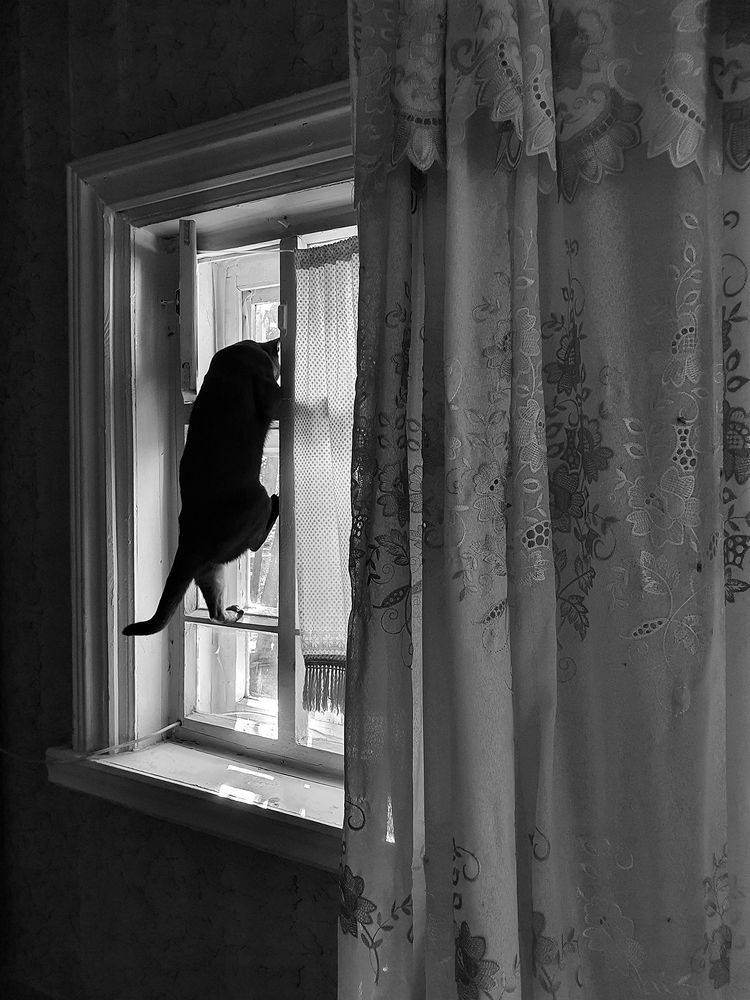 Фотография автора Надежда Лисицына