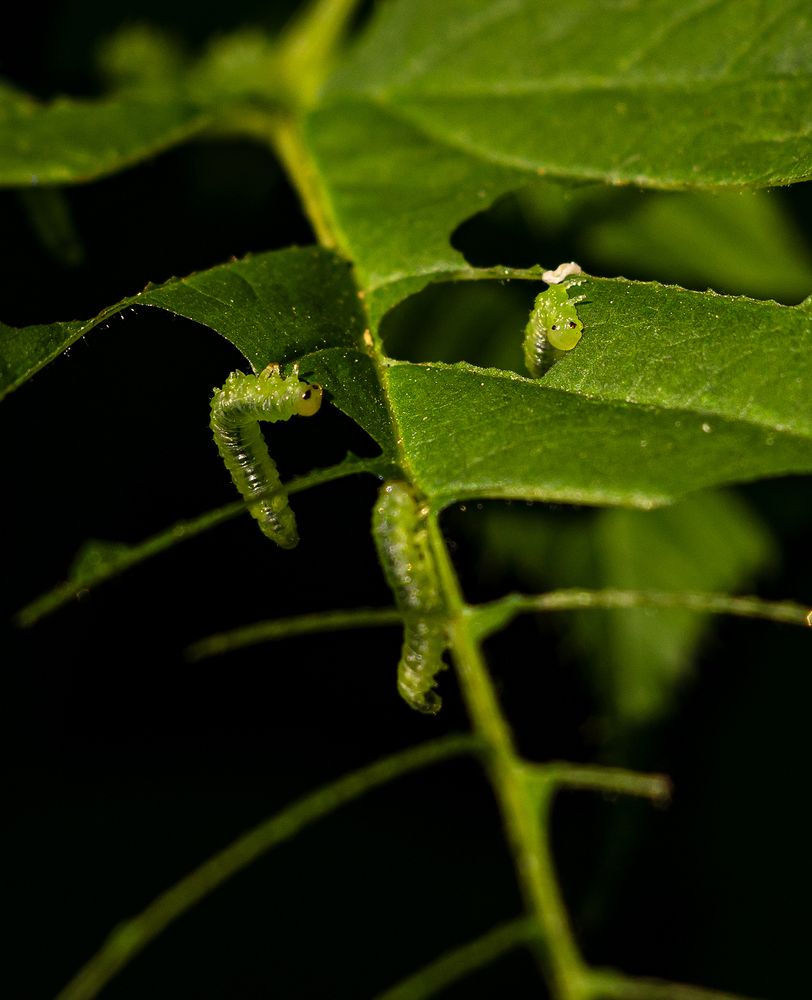 Зеленые гусеницы на зеленом листе