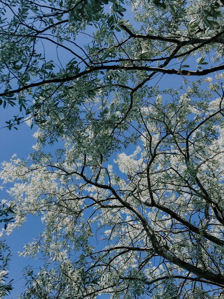 Photograph by Лидия Алесханова