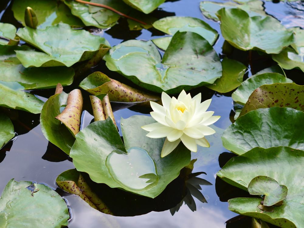 Photograph by Снежана Жвирбля