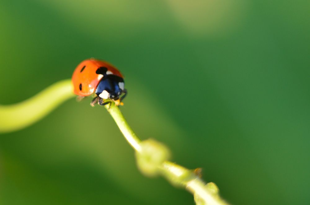 Photograph by Снежана Жвирбля