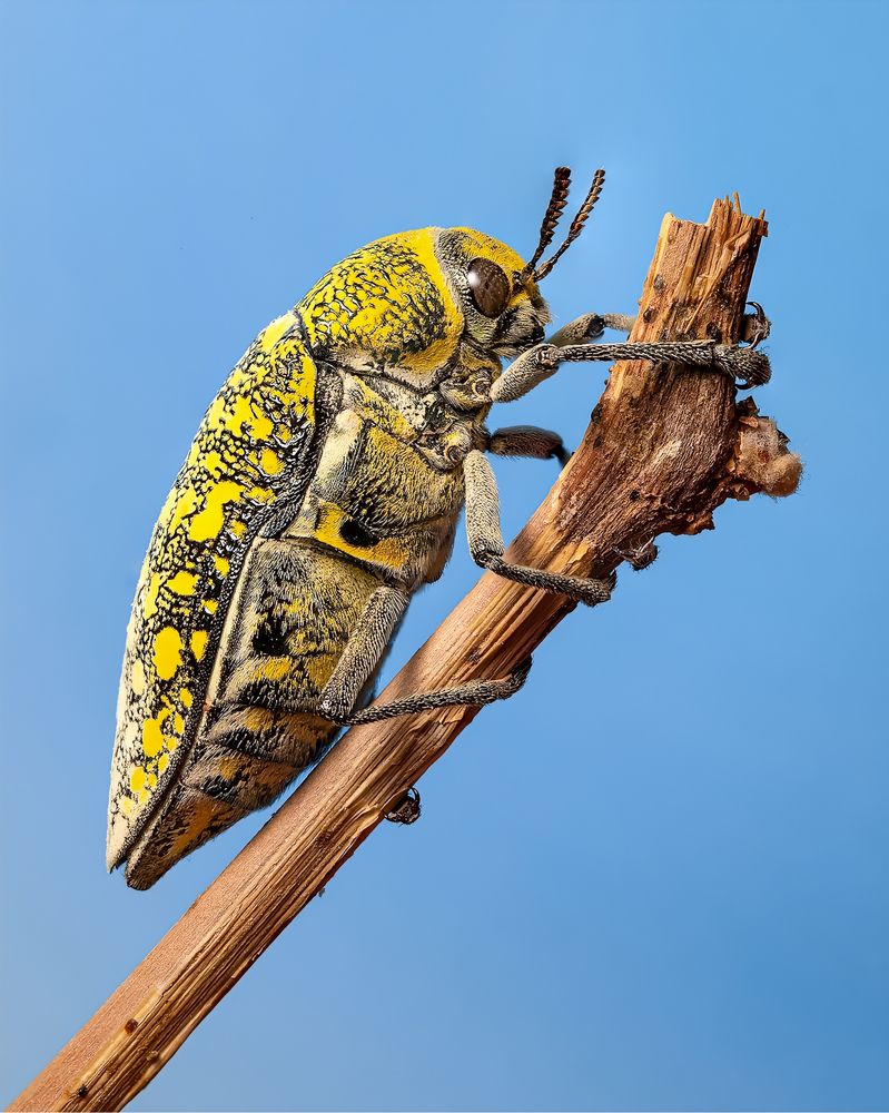 Jewel beetle