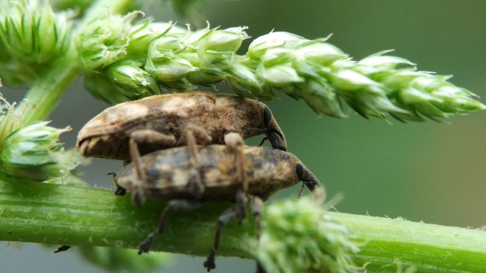 Photograph by Merta Jaya