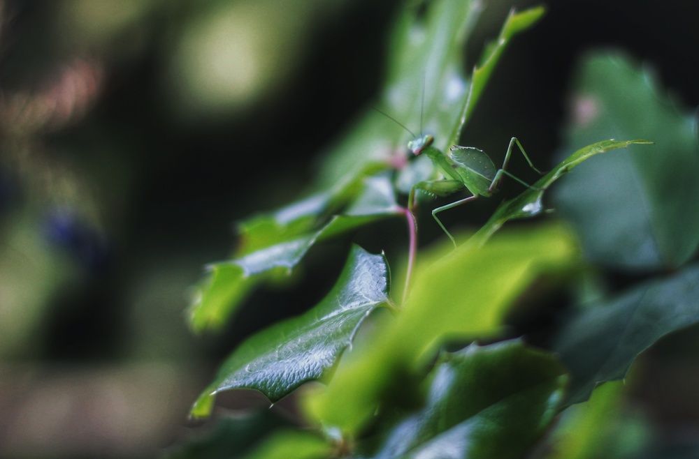 Photograph by Наталья Адалинская