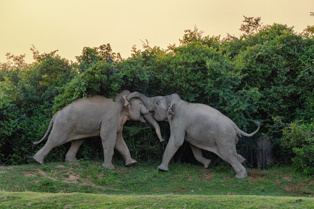 a fight to protect the cub