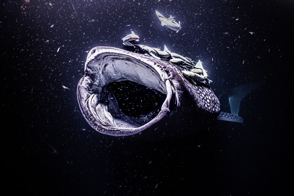 Whale Shark by night