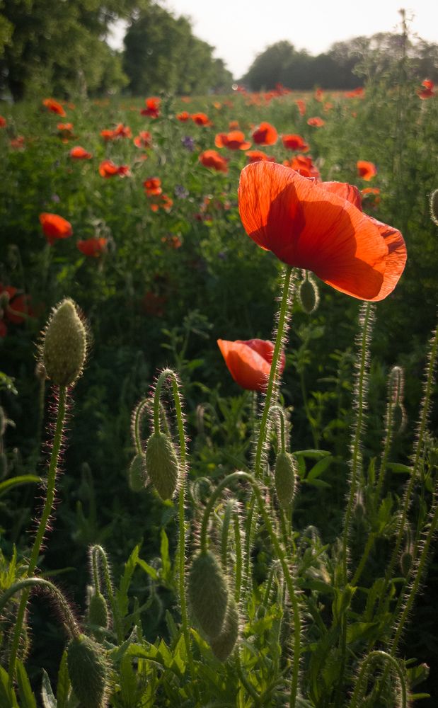 Photograph by Ольга Бакурская