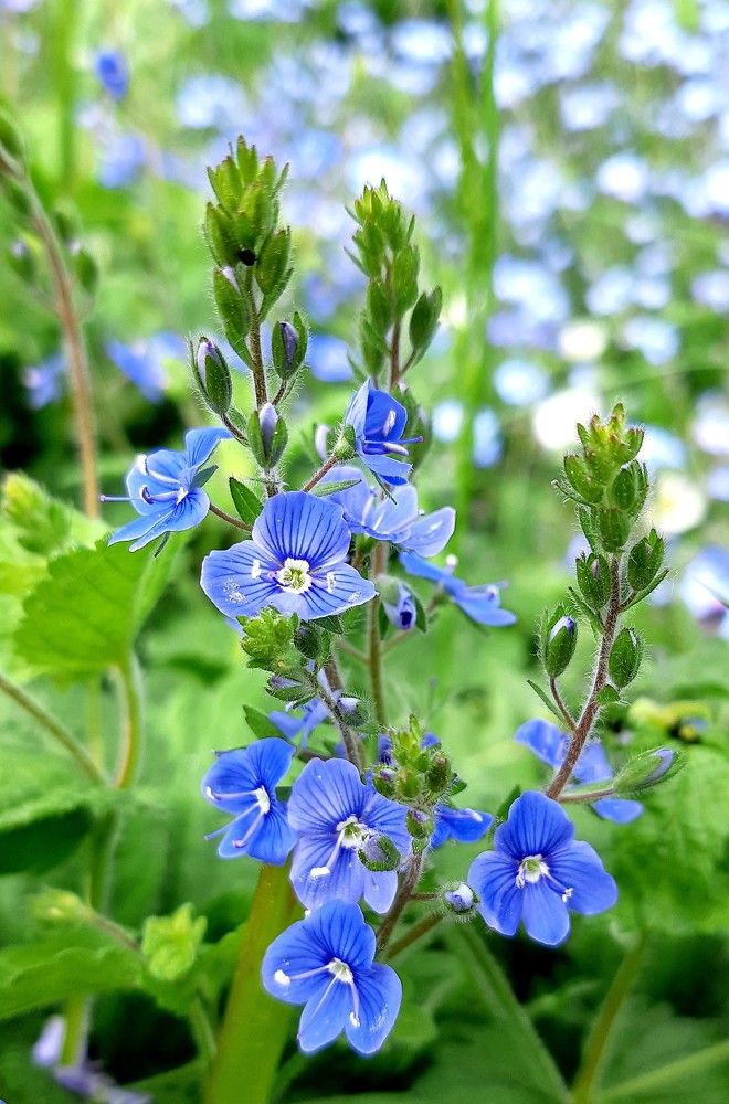 Фотография автора Ирина Лукьянчик