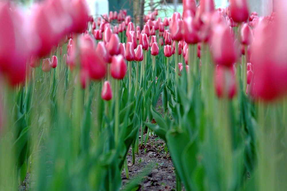 Фотография автора Дузь Виталий