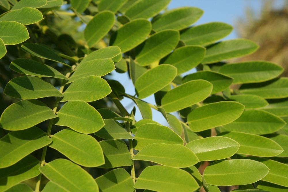 Photograph by Djilma Dark