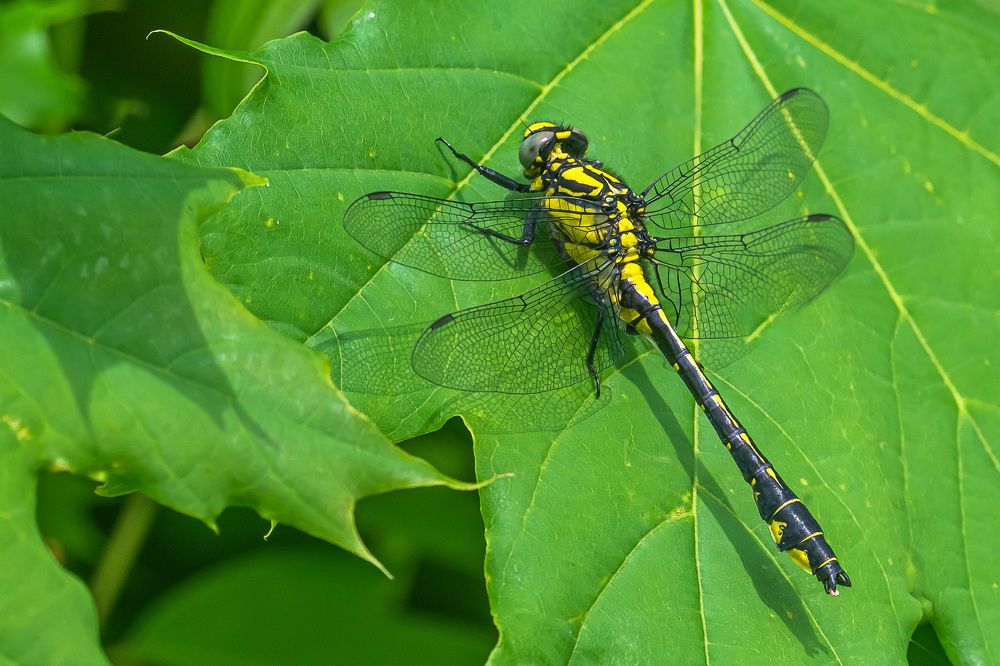 Фотография автора Николай Бологов