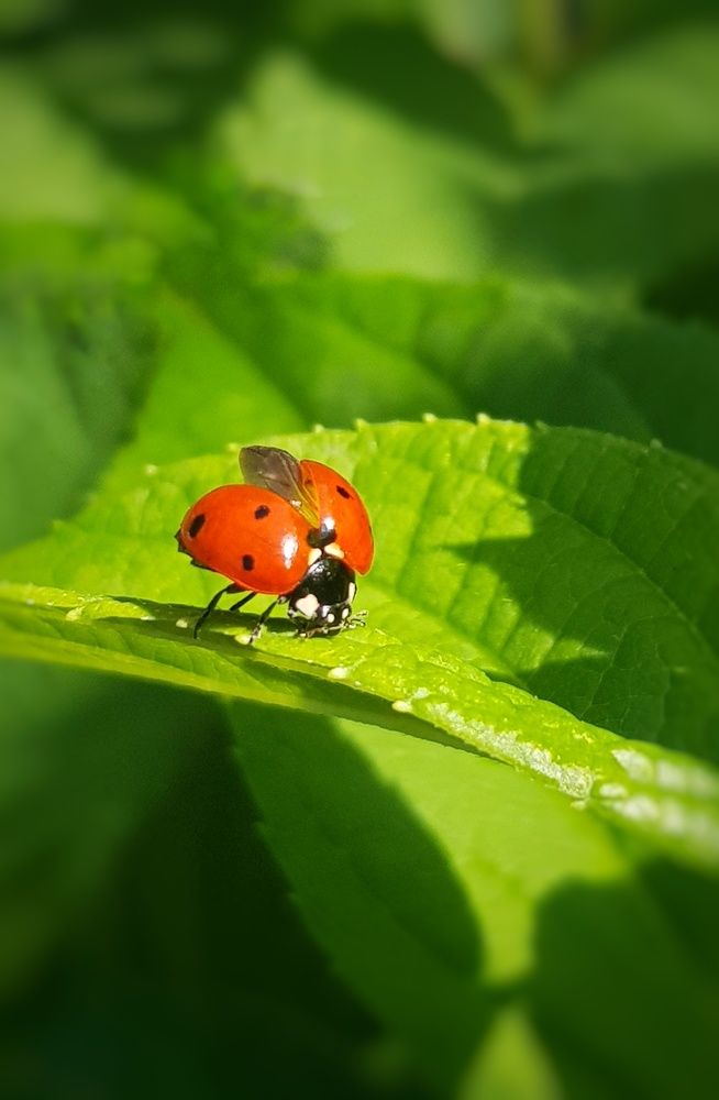 Божья Коровка