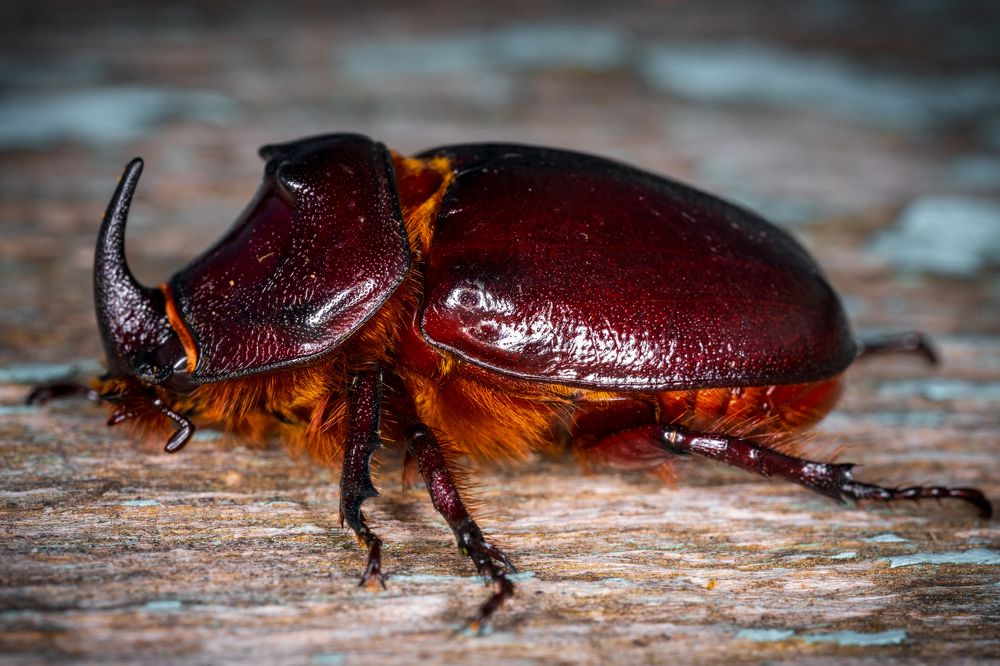 Photograph by Oleg Butorin