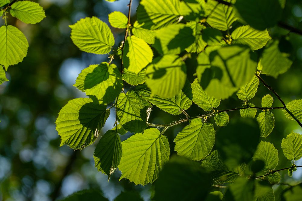 Photograph by Галина Искандарова