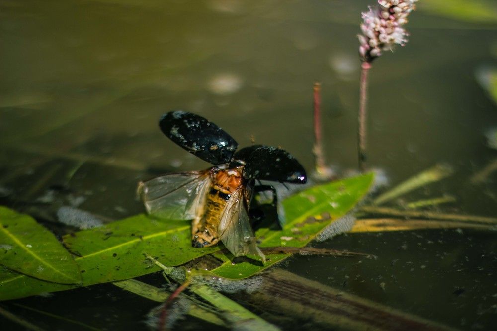 Photograph by Доляна Ашкова