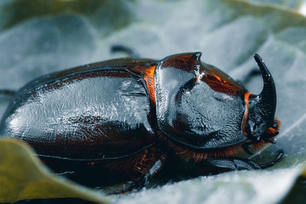 Photograph by Oleg Butorin