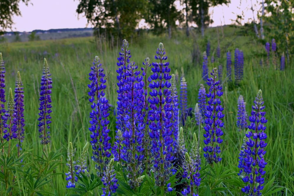 Photograph by Татьяна Калугина