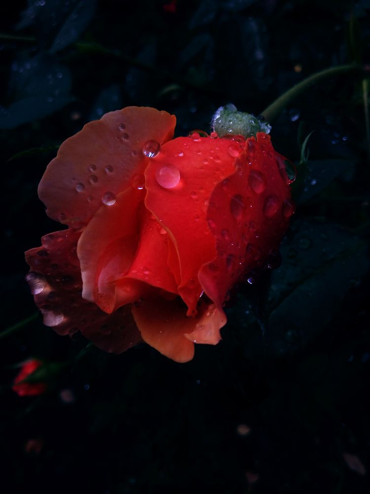 Photograph by Victoria Dem