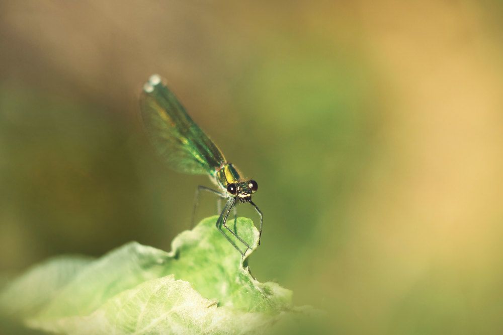 Photograph by Алена Полетаева