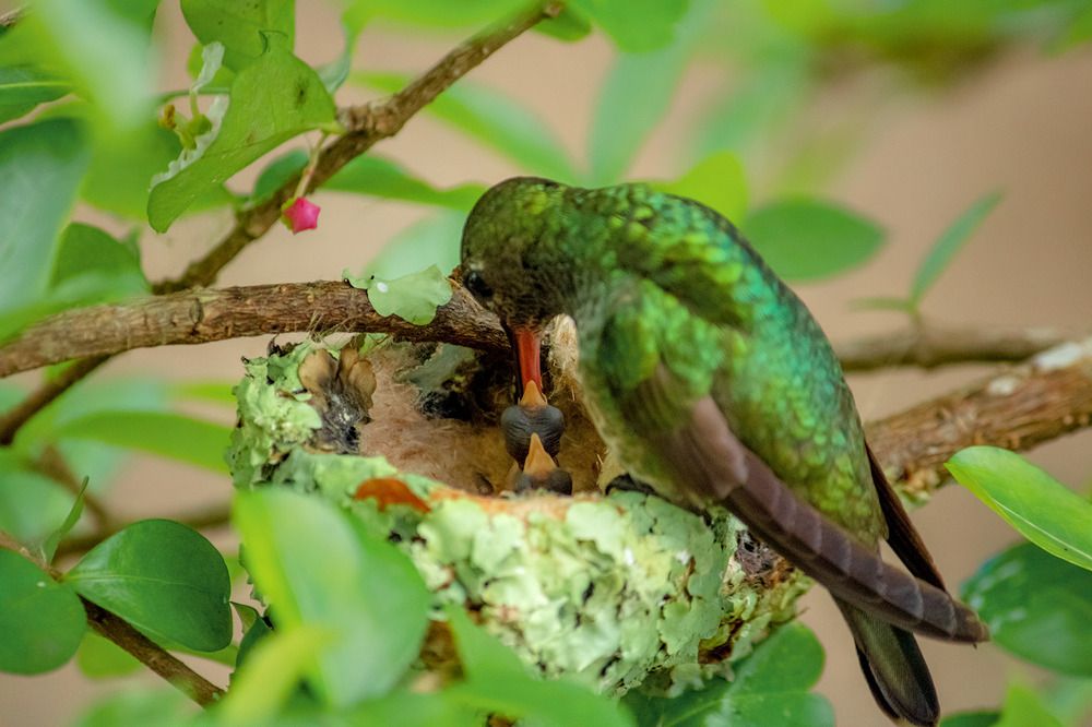 Photograph by Elieser Lopes Barbosa