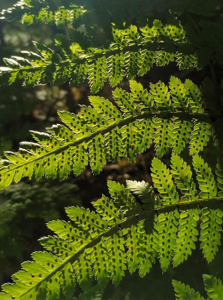 Photograph by Светлана Шелухеева