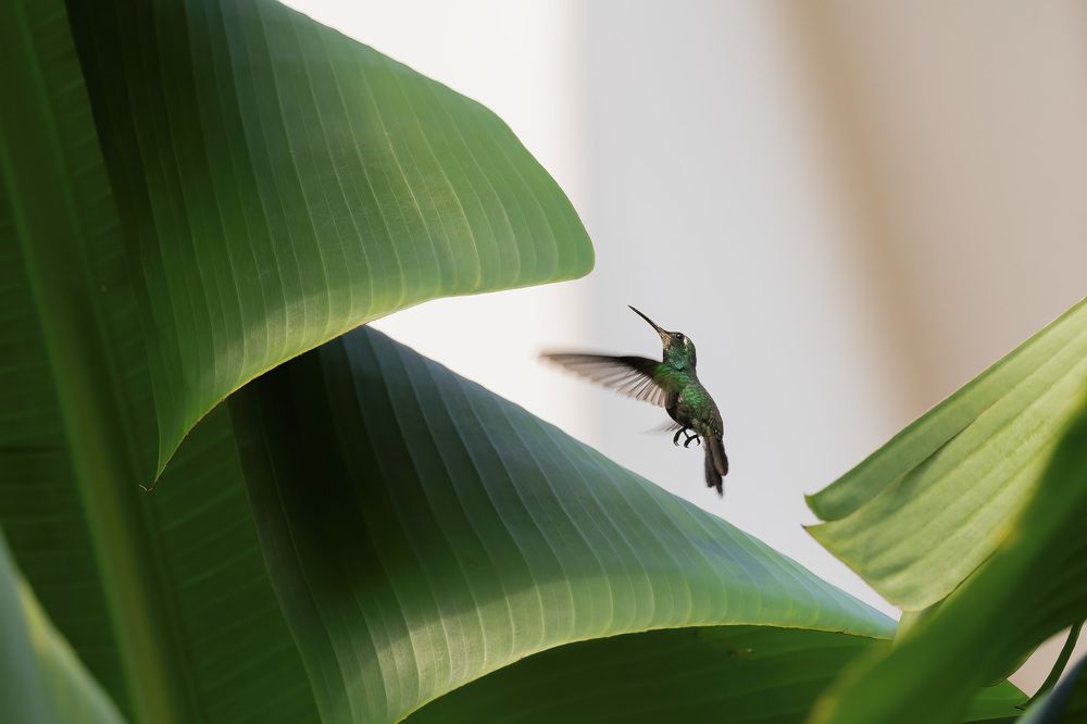 Photograph by Abel Cancino Gutierrez