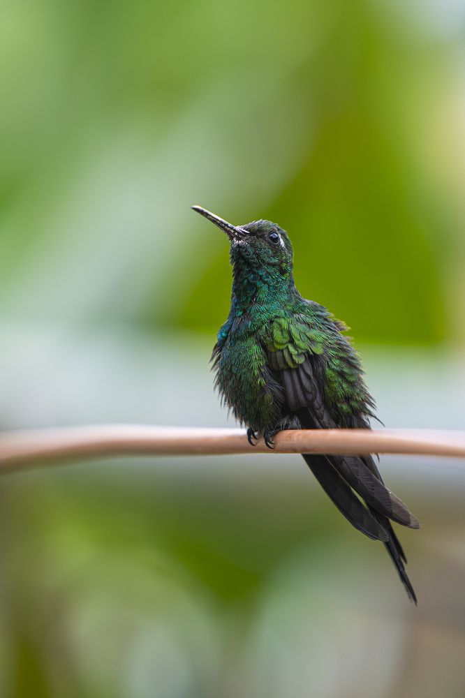 Photograph by Abel Cancino Gutierrez