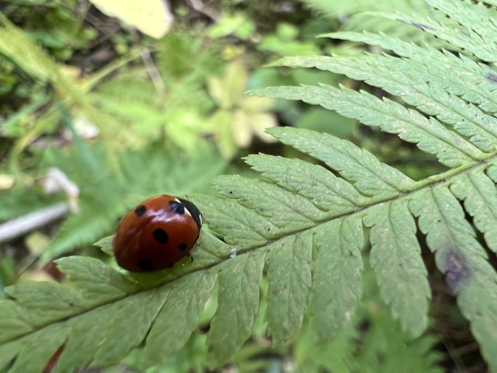 Photograph by Alice Vikernes