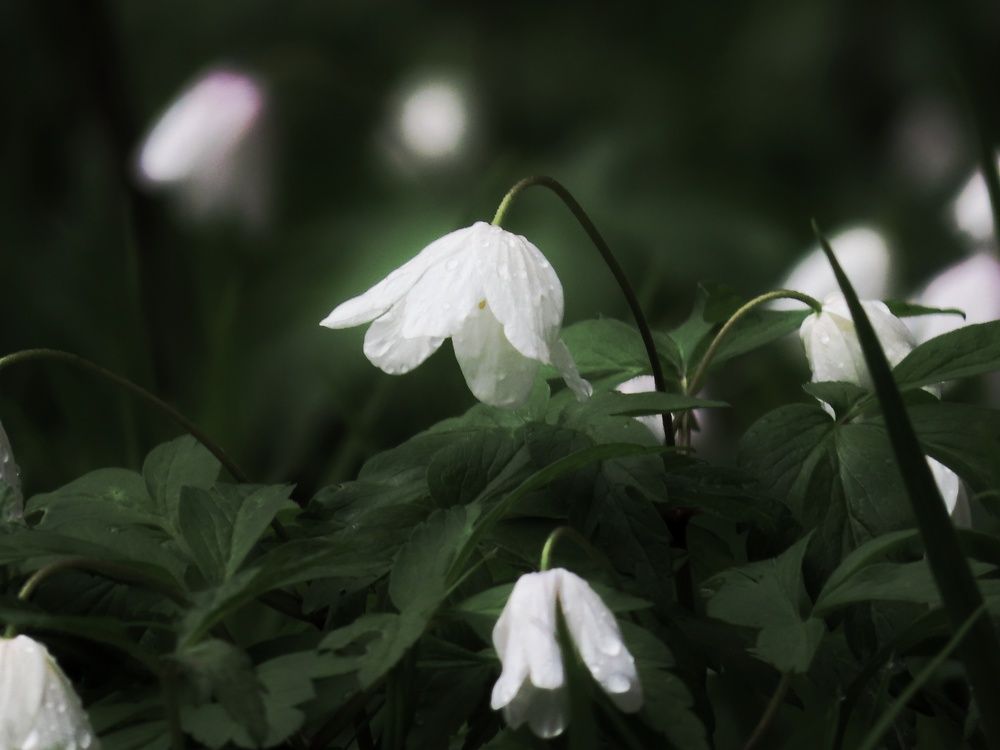 Photograph by Никита Казаков