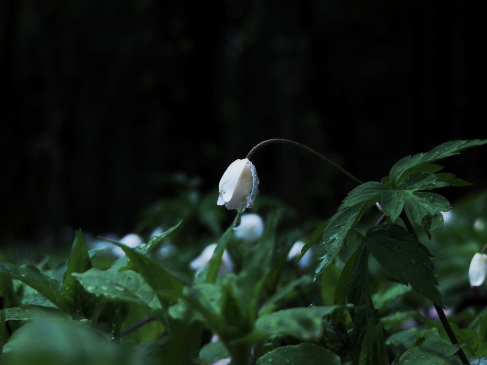 Photograph by Никита Казаков