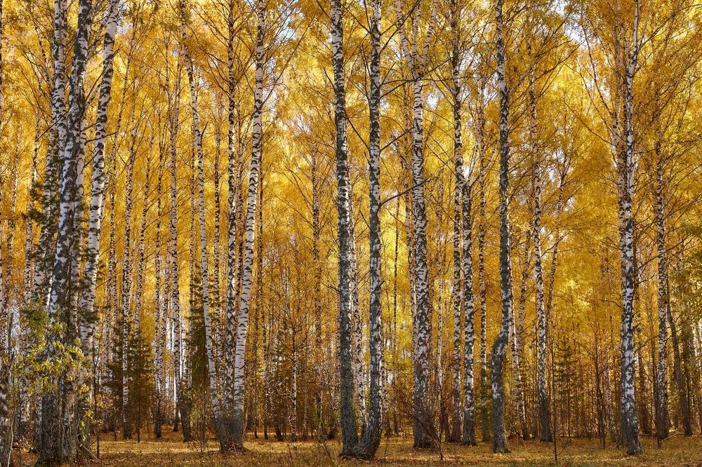 ЗОЛОТАЯ ОСЕНЬ В БЕРЕЗОВОЙ РОЩЕ