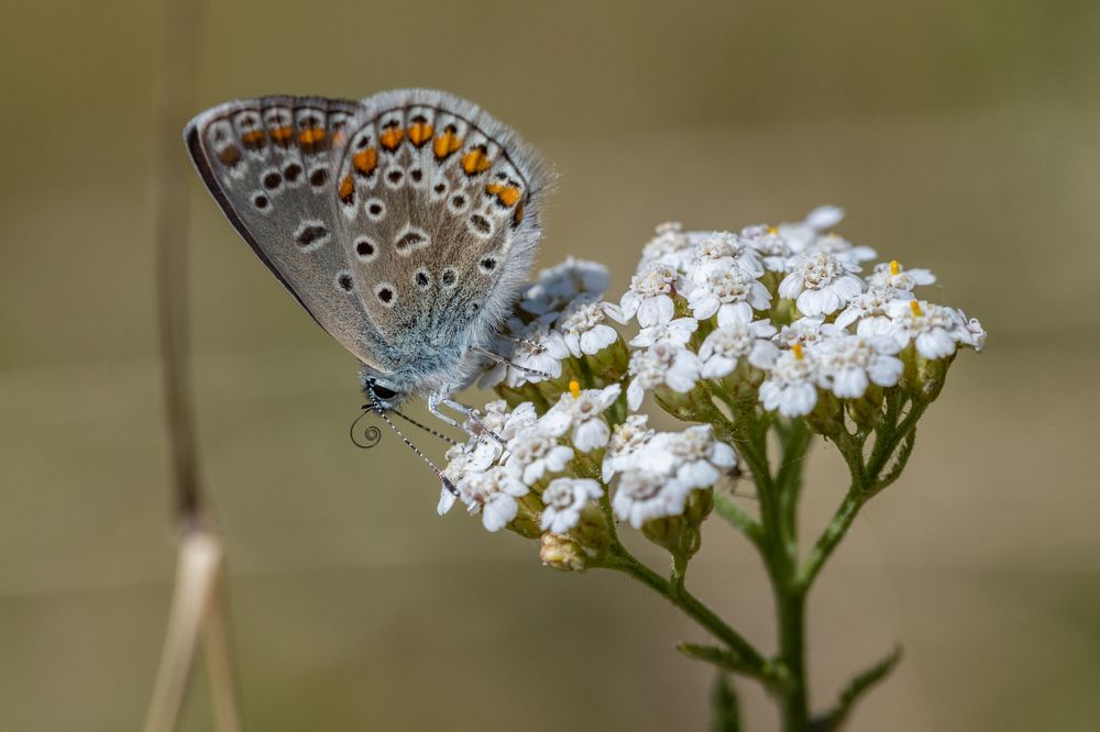 Photograph by Gatis Vilbrants