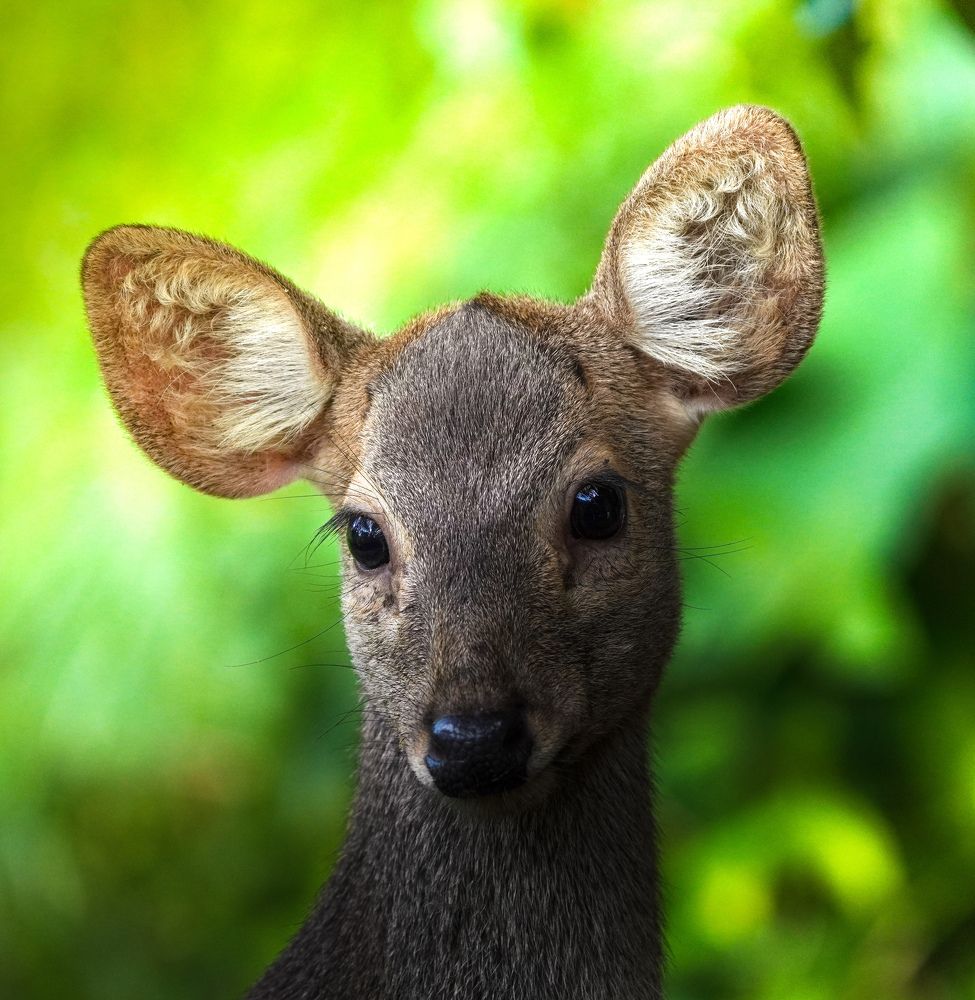 Photograph by Darshana Rukmal