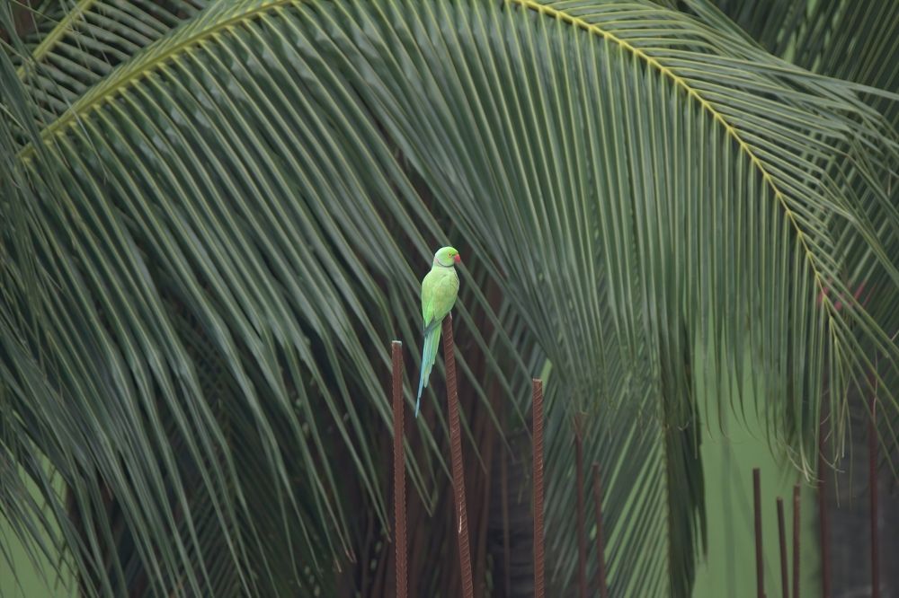 Photograph by Ashraf Uddin Ahmed (joy)