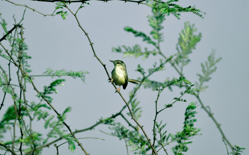 GREEN WARBLER