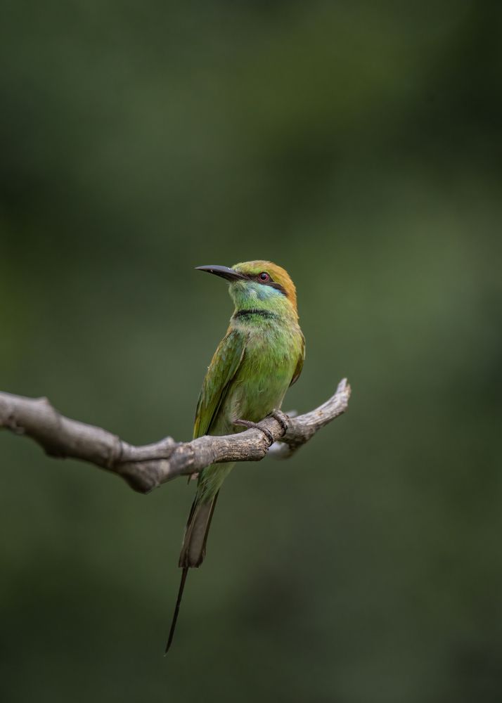 Photograph by TRAN HAI DUONG